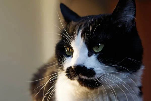 Funny Black White Cat Unusual Muzzle Examines Environment Pets — Stock Photo, Image