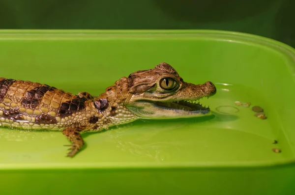 The little crocodile cub smiles in the water. Portrait - closeup