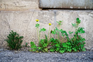 Yeşil ot ve sarı karahindiba t asfalt yoluyla büyümek