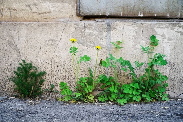 Yeşil ot ve sarı karahindiba t asfalt yoluyla büyümek