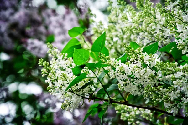 Nefis beyaz çiçeklerile çiçek açan leylak dalları. Natur — Stok fotoğraf