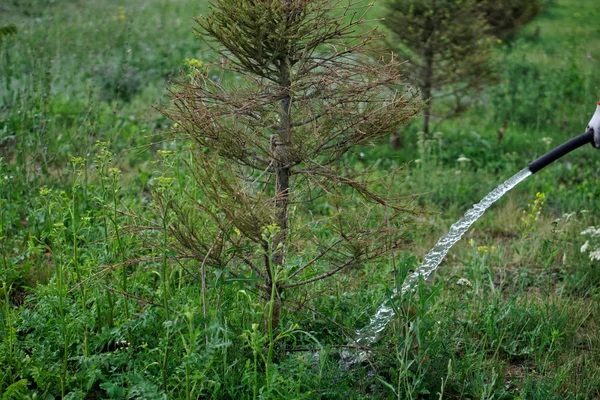 Schlauch gießt einen jungen Weihnachtsbaum, der auf dem Rasen getrocknet ist — Stockfoto