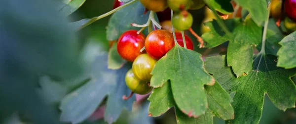 Червоні і зелені ягідки на кущі гібрид гуо — стокове фото