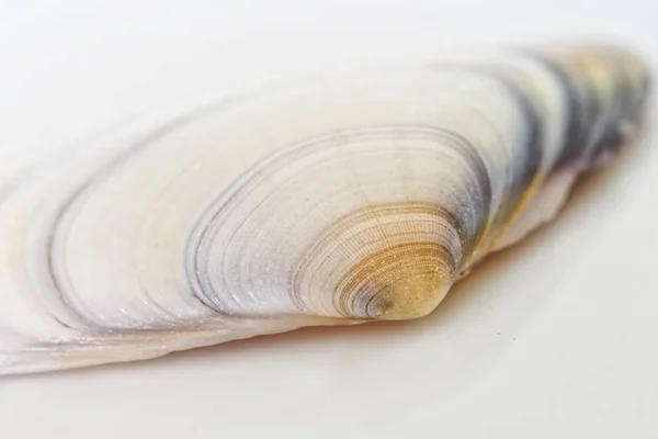 白い背景に明るい貝殻。マクロ。f の浅い深さ — ストック写真