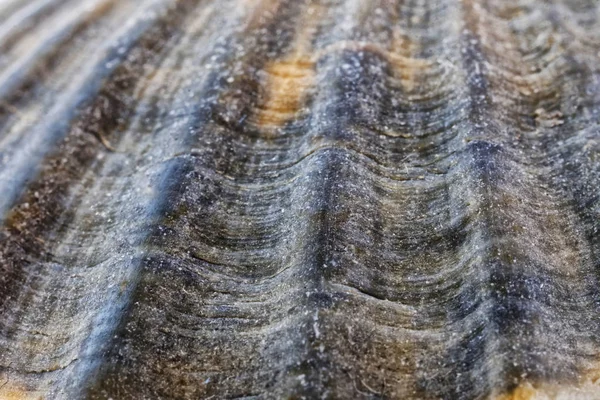 Морская броня, похожая на поверхность необитаемой планеты . — стоковое фото