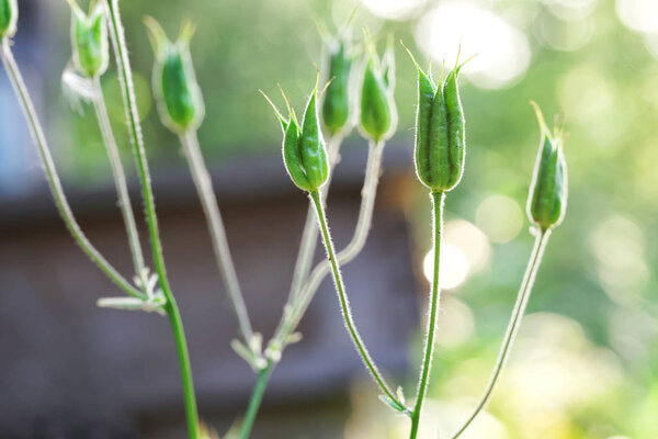 Семейство лютиков - aquilegia vulgaris, распространенные колумбийские семена. D
