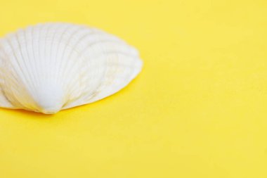 Kumu simgeleyen sarı bir arka plan üzerinde açık deniz kabuğu