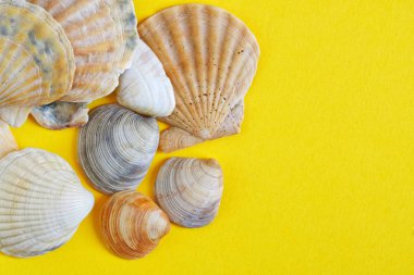 Üzerinde kum simgeleyen sarı bir arka plan üzerinde deniz kabukları