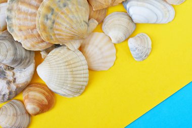 Köşegen sarı ve mavi arka plan üzerinde deniz kabukları, sembolize 