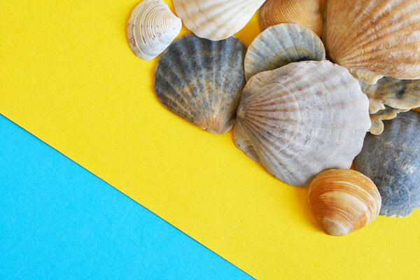 A collection of seashells on a diagonal blue and yellow backgrou