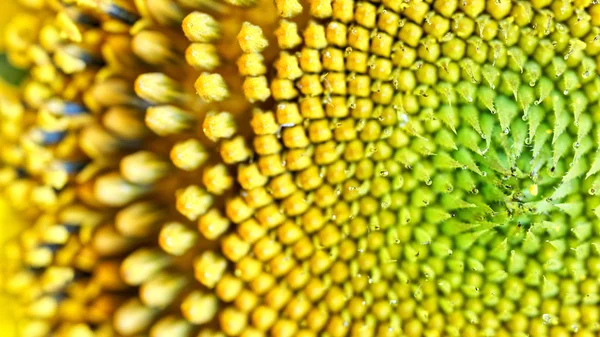 Gotas de rocío matutino en una inflorescencia de un girasol en flor — Foto de Stock