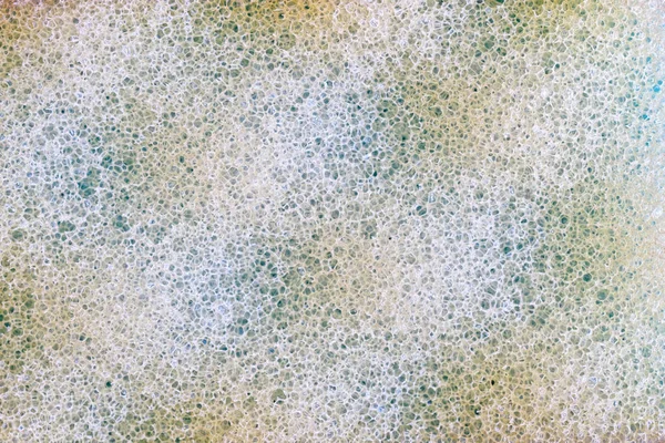 The porous tuberous surface of a light foam sponge for washing d — Stock Photo, Image