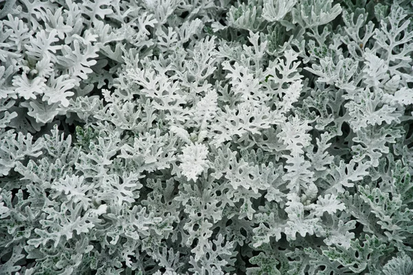 Een voorbeeld van de groei van zilverkleurige cineraria. Straat bloem bed. — Stockfoto