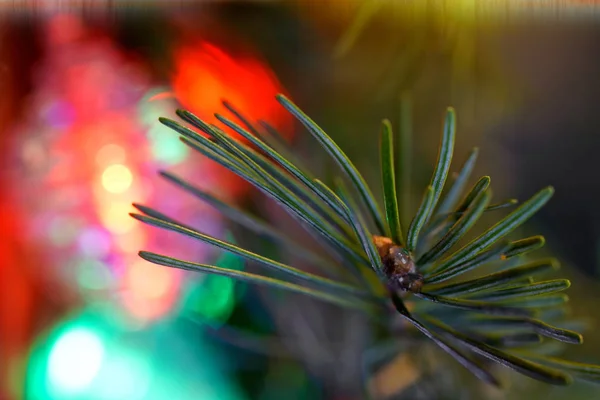 Vánoční strom jehličí na pozadí zelené, červené a žluté — Stock fotografie