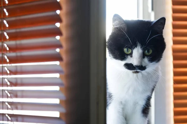 茶色いブラインドの隣の窓には 面白い黒と白の顔をした悲しい猫が座っています ペットだ フィールドの浅い深さ — ストック写真