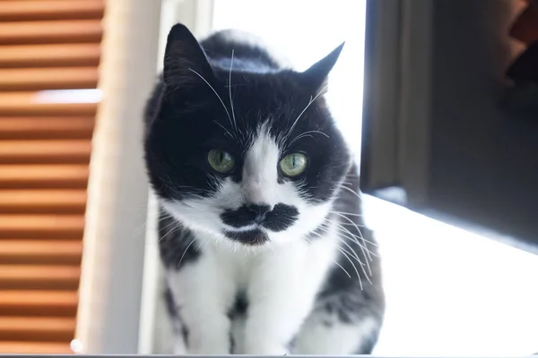 Gato Atento Com Focinho Preto Branco Engraçado Senta Peitoril Janela — Fotografia de Stock