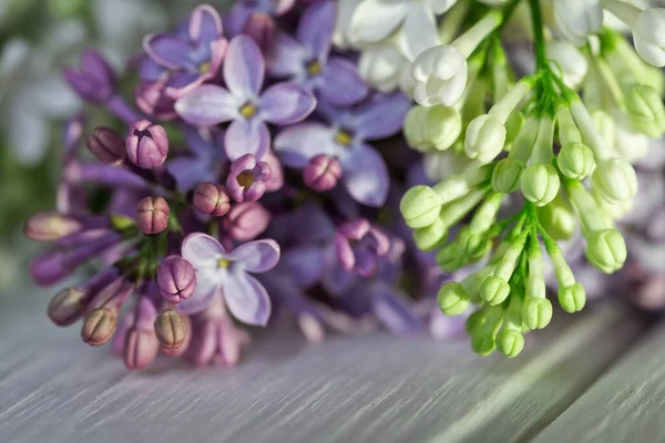 Flowers Buds Lilac White Purple Lit Sun Lie Light Wooden — Stock Photo, Image