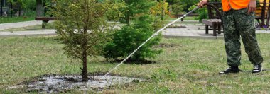 Bir bahçe işçisi ya da bahçıvan bahçedeki ya da parktaki kozalakları suluyor. Şehir gelişimi. Çiftlik çiftliği. Yatay Pankart