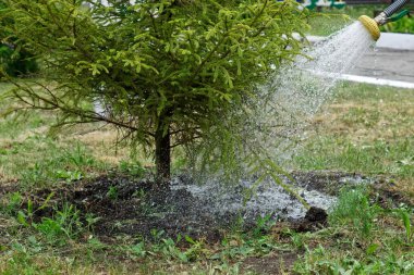 Şehir bahçesindeki kozalakları sulamak ya da sprey hortumla park etmek. Şehir gelişimi. Çiftlik çiftliği