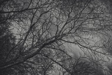 Parktaki yapraksız ağaç dalları gökyüzünün arka planına karşı. Soyutlama. Üzüntü ve yalnızlık. Siyah, beyaz ve tonlu 