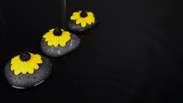 Kolme kukkaa makaa kivillä ja putoaa pisara vettä . — kuvapankkivideo