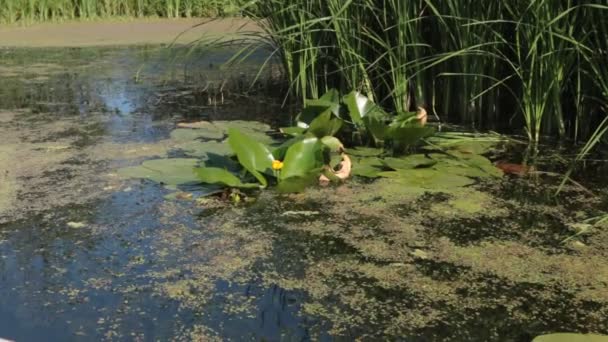 Жовта квітка води і листя лілії в озері . — стокове відео