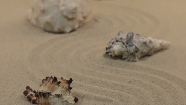 砂からジグザグに立っている貝殻に近づいています。ドーリー ショット. — ストック動画