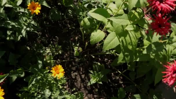 Blumen aufgenommen mit einem Kamerakran, der nach oben fährt. — Stockvideo