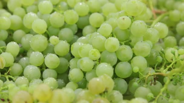 Rotación, primer plano, caída de gotas de agua en una uva madura . — Vídeo de stock