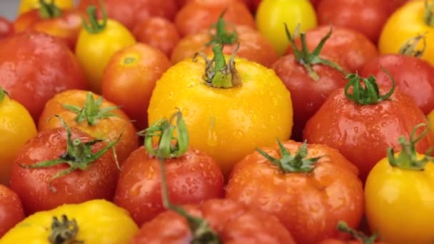 Rotation, närbild, faller droppar vatten på en mogna gula och röda tomater. — Stockvideo