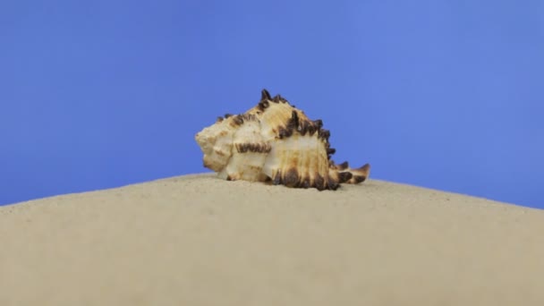 贝壳的变焦躺在沙子上 在蓝色背景上被隔离 — 图库视频影像