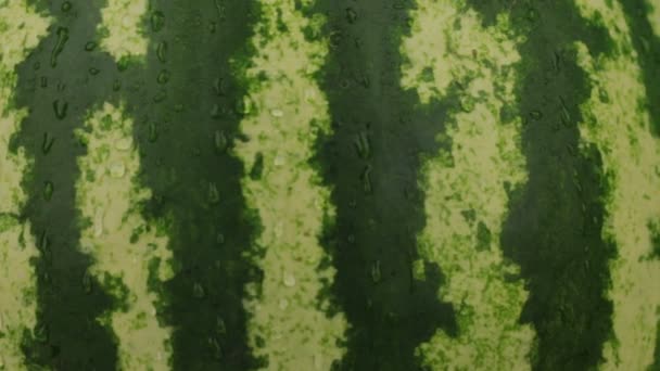 Close-up. Rotatie van natuurlijke rijp watermeloen in dalingen van de dauw. Textuur. — Stockvideo
