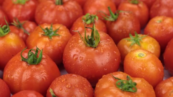Close-up. Rotação de tomates vermelhos maduros naturais em baixas de orvalho. Alimentos — Vídeo de Stock