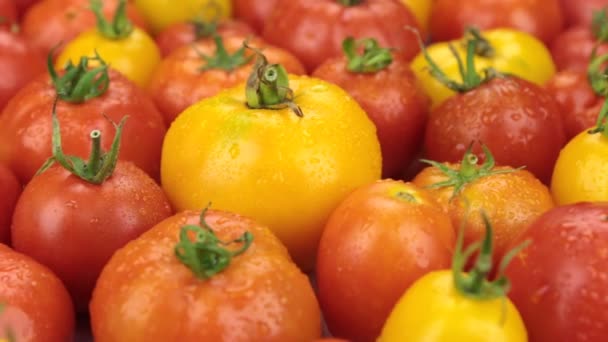 Primer plano. Rotación de tomates amarillos maduros naturales en gotas de rocío. Comida — Vídeo de stock