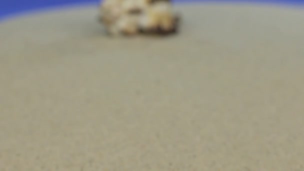 Aproximando-se da concha deitada na areia. Isolados — Vídeo de Stock