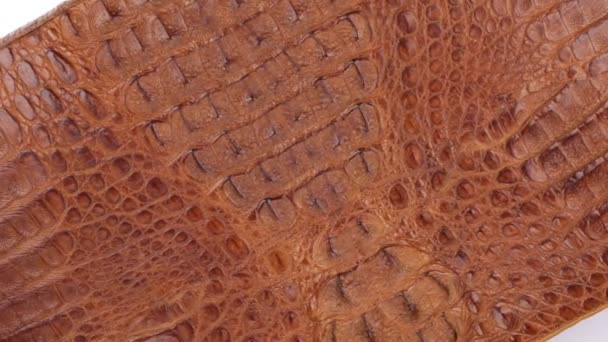 Rotation, natural reptile skin, can be used as background, texture. Isolated. — Stock Video