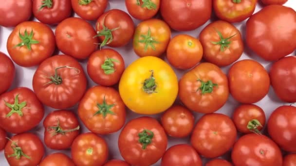 Rotace a haldy červených a žlutých rajčat. — Stock video