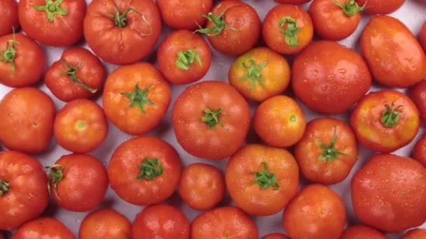 Girando una pila de tomates en gotas de rocío . — Vídeos de Stock