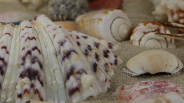 Rotação, close-up de fundo de conchas e estrelas deitadas na areia . — Vídeo de Stock