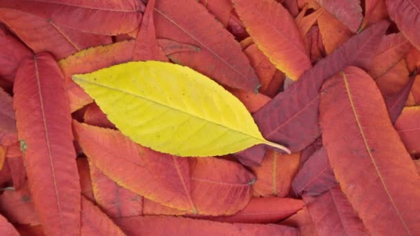 Rotation av bakgrunden av röda blad och ett gult löv. Visa från ovan. — Stockvideo