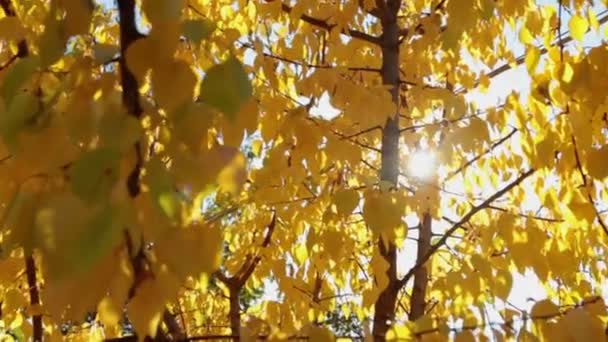 Feuilles jaunes colorées d'automne au ciel de lumière du jour avec des rayons de soleil . — Video