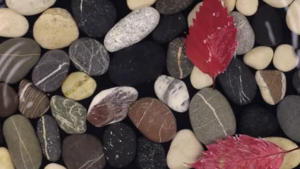 Падаюча крапля і осіннє листя у воді з морськими камінцями  . — стокове відео