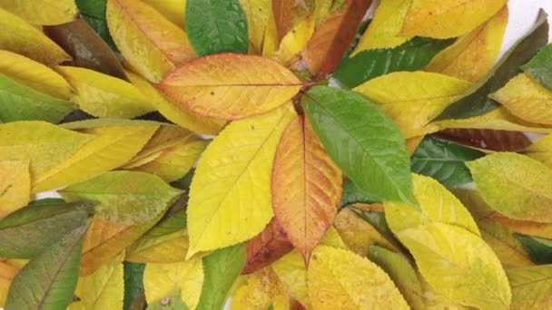 Rotation d'un fond d'automne fait de feuilles dans des gouttes de pluie . — Video