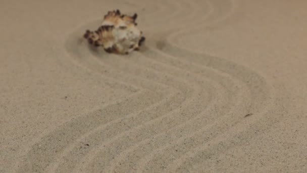 Aproximación de una hermosa concha amarilla tendida sobre un zigzag hecho de arena . — Vídeos de Stock