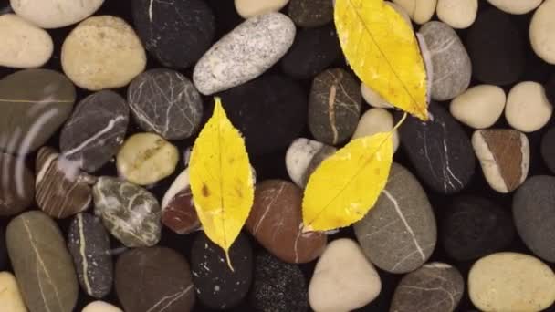 Des gouttes de pluie tombent dans l'eau avec des pierres et des feuilles jaunes flottantes . — Video