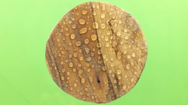 Rotation av en rund träskiva i regndroppar. Isolerade — Stockvideo