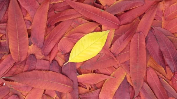 Drehung des Hintergrundes aus Herbstblättern. — Stockvideo