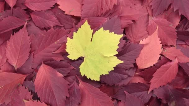 Drehung des Hintergrundes aus Herbstblättern. — Stockvideo