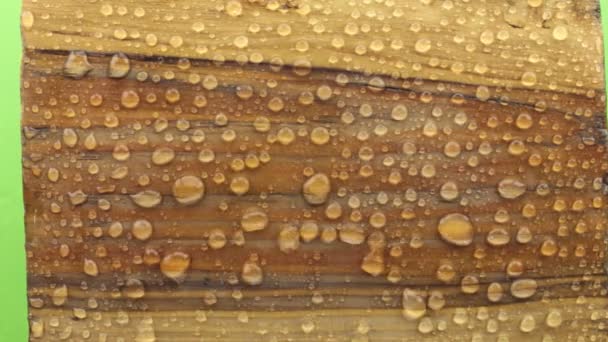 Las gotas de lluvia son sopladas por un fuerte viento de la tabla de madera. Aislado — Vídeos de Stock