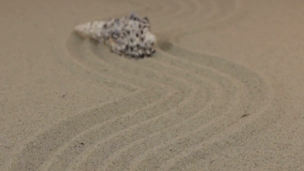 Annäherung an eine schöne Muschel, die auf einem welligen Sand liegt. — Stockvideo